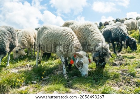 Field of white sheep under the beautiful sky. Beautiful mountains landscape view. Ukraine.