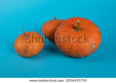 orange pumpkins on a blue background. autumn ripe pumpkins. isolated objects
