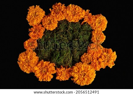 fall composition of bright orange flowers and green moss on a dark background. isolated flowers on a black background. mockup of invitation or greeting card, copy space, flat lay.