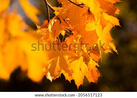 yellow maple leaves in the autumn
