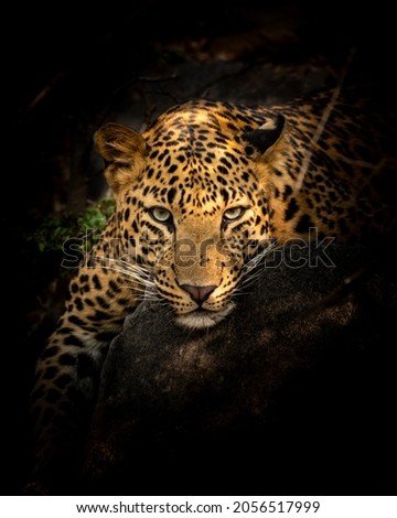 indian wild male leopard or panther resting on big rock in isolated black background in forest of central india - panthera pardus fusca