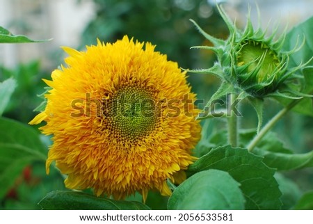 Photo of flower calendula with bud on nature green background.