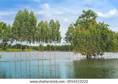 Scenic view of traditional flooded fields like a still lake on floating season in rural Thailand. Landscape of nature in rainy season and storm damage in agriculture. Heavy flood water concept.