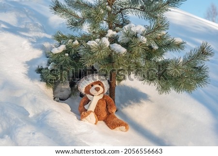 Teddy bear in knitted hat and scarf sitting under lush evergreen fir tree surrounded by snow as Christmas festive postcard