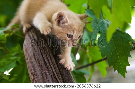 A ginger kitten sneaks up on prey on a tree. Frisky Kitty climbs trees. Playful cat hunter. Kitten is exploring a new world for him. Delight and emotions of joy. Royalty-Free Stock Photo #2056576622