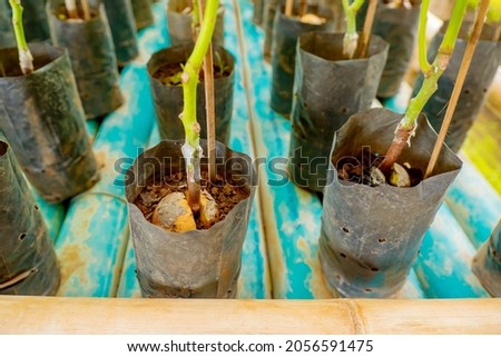 A young fresh avocado sprout with leaves grows from a seed in a pot. Soft focus. Copy space.