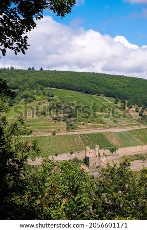Rhine hills background. Vineyards of the Rheingau wine region opposite Ehrenfels castle ruins. Vertical image.