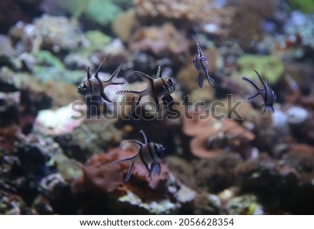 Pterapogon kauderni - Banggai cardinalfish - saltwater fish in marine aquarium, blurred background