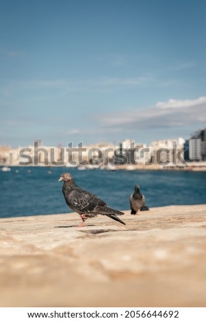 Pigeon sitting on a stone, Malta, Valetta