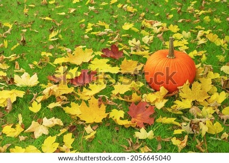 A bright pumpkin with maple leaves is lying on the green grass. A place to copy.