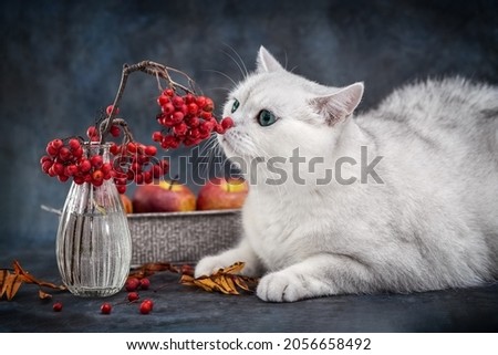 A white British cat sniffs a rowan branch in a vase. Autumn still life with a cat. Card. Photo