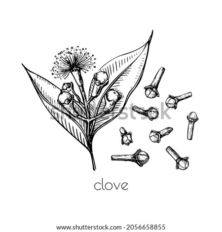 Green seeds clove flower sketch in retro style. Ink illustration. Isolated set. Vintage floral white background. Vector drawing. Royalty-Free Stock Photo #2056658855
