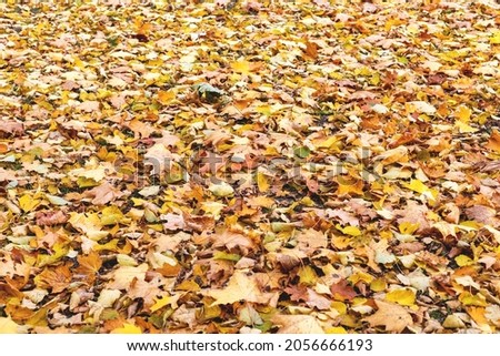 Natural autumn orange background of many leaves, side view, selective focus