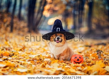 a funny corgi dog puppy in a black Halloween witch hat stands in an autumn park among fallen golden leaves with a pumpkin
