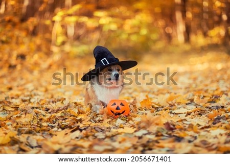 Halloween greeting card with a funny corgi dog puppy in a black witch hat stands in an autumn park among fallen golden leaves and a pumpkin