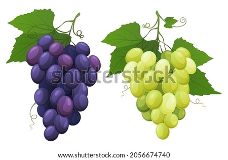 Red and white table grapes. Fresh fruit from which wine is made. vector illustration Royalty-Free Stock Photo #2056674740