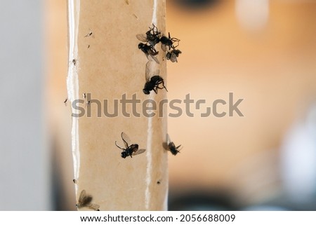 Dead flies on sticky tape, trap for flies with glue, adhesive flytrap, stucktrap for insects. Royalty-Free Stock Photo #2056688009