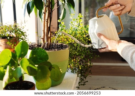 Woman pour water in flower pot with indoor houseplant on windowsill from watering can. Cropped image of female working with plants as hobby or leisure occupation. Taking care of home garden concept Royalty-Free Stock Photo #2056699253