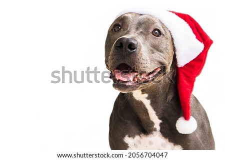 Pit bull dog in red Santa’s Cap isolated on white background for Christmas. Waiting for Santa Claus to arrive. Selective focus.