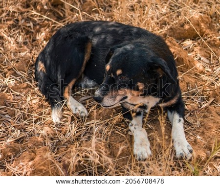 A black watchdog sitting on the grass in a mountain village. Royalty-Free Stock Photo #2056708478