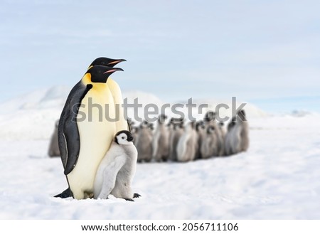 two penguins and their baby, penguin family in the antarctic, isolated king penguin, penguins hugging their baby Royalty-Free Stock Photo #2056711106