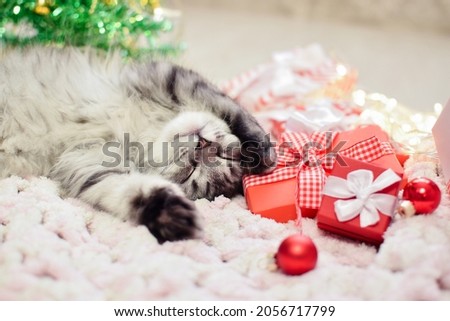 Selective focus. Close-up of a cute striped fluffy cat lying next to a Christmas tree. Christmas card. The theme of the new year and gifts.