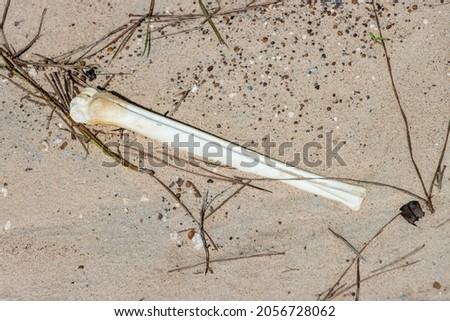 Unknown animal bone in the sand