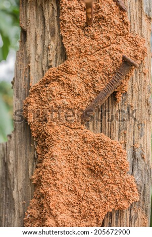 orange Termite nest  on brown tree background 