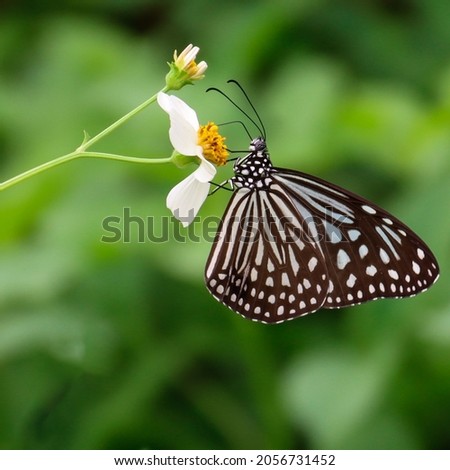 Image of the DARK Glassy Tiger, common in Singapore. It has NARROW black longitudinal streaks in the forewing cell. (The BLUE Glassy Tiger has THICK transverse bar in the forewing cell).  Royalty-Free Stock Photo #2056731452