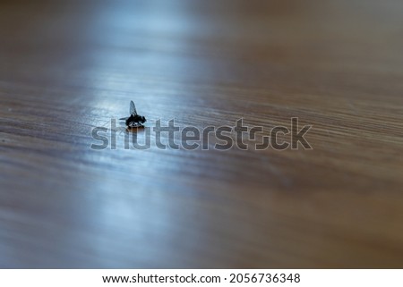 A dead fly is laying on a wooden floor being silhouetted by a back light.