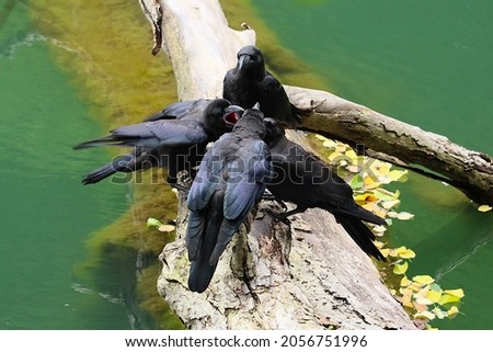 Four crows staying on a tree by the water and screaming violently. Taken at Juniko in the Shirakami Mountains, Aomori Prefecture, Japan. Royalty-Free Stock Photo #2056751996