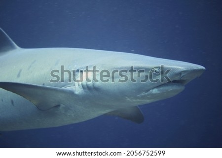 Close-up of a white tip reef shark with its Ampullae of Lorenzini
