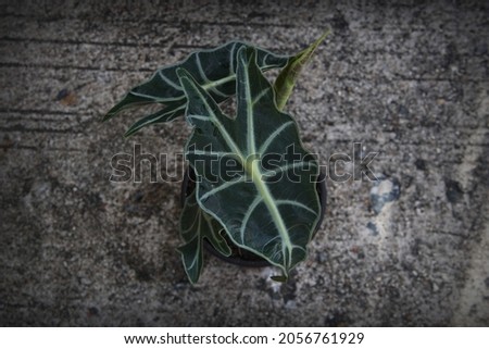 Alocasia sanderiana Bull are Air filtering plants in a pot on the morning with selective focus for top view and blurred background.Are thrive in medium to bright for home and garden decoration.