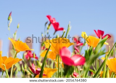 Yellow flowers of the Eschscholzia Californica and red flowers of Linum Grandiflorum on a sky background.Floral natural background.Summer concept.Copy space,selective focus with shallow depth of field
