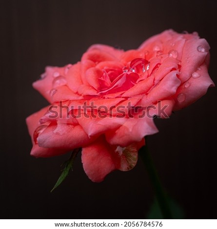 A rose with raindrops on its petals. close up Small rose named Damask rose, color old rose, showing petals and layers of flowers, natural light, outdoor