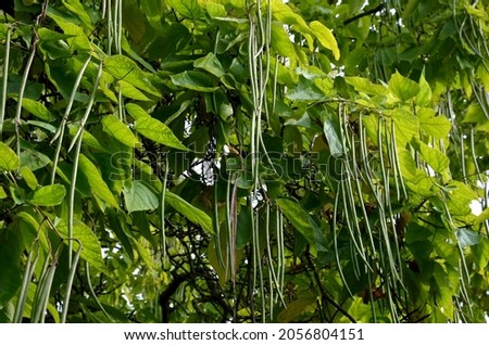 It is a low tree, with large leaves. The heart-shaped leaves are light to medium green. The tree maintains a broadly spherical, compact crown, an alley in the city park by the road Royalty-Free Stock Photo #2056804151