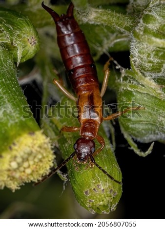 Adult Common Earwig of the Family Forficulidae