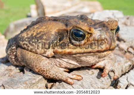 The cane toad, - the giant neotropical toad or marine toad, is a large, terrestrial true toad native to South and mainland Central America.