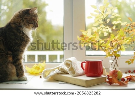 Autumn landscape Cat sits on the windowsill next to a book mug apple. Still life Royalty-Free Stock Photo #2056823282