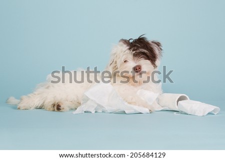 Cute boomer puppy with toilet paper on a light blue background
