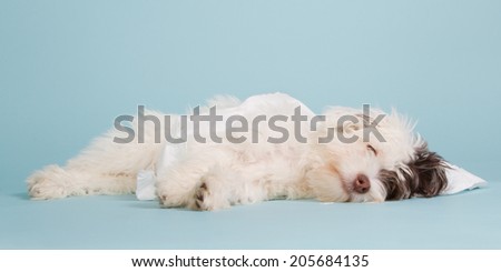 Cute boomer puppy sleeping on a baby blue background