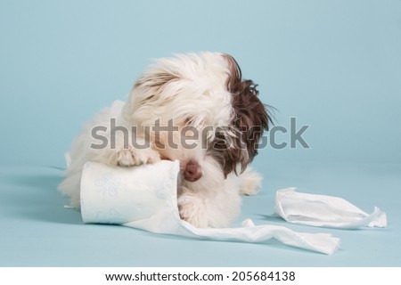 Boomer puppy playing with toilet paper on a light blue background
