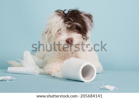 Boomer puppy with toilet paper looking into the camera