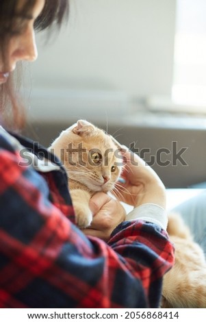 Woman hold British redhead cat and combs it fur, female takes care of the domestic animal at home with daylight.
