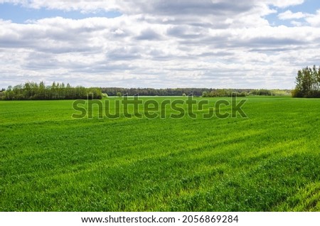 Spring or early summer landscape with green field of winter wheat or rye Royalty-Free Stock Photo #2056869284