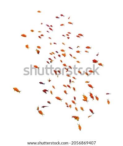 School of Anthias Fish (swallowtail seaperch) near isolated on white background, Red Sea, Egypt. Beautiful Flock of tropical red fish, underwater diversity, cut out. Royalty-Free Stock Photo #2056869407