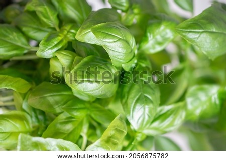 macro photography of green basil leaves