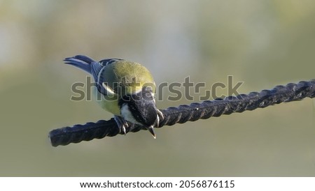 Great Tit sitting on a fence in the UK