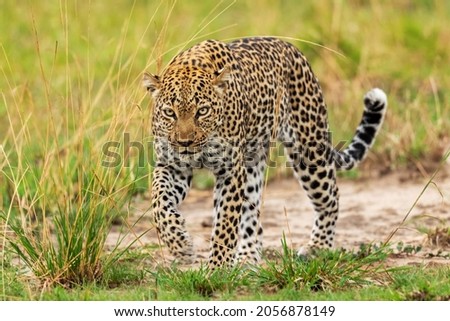 Leopard - Panthera pardus, beautiful iconic carnivore from African bushes, savannas and forests, Queen Elizabeth National Park, Uganda. Royalty-Free Stock Photo #2056878149