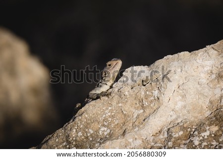 Portrait of a Cypriot lizard on a white stone. Natural habitat